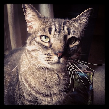 Striped white, grey, and black cat looking into the camera.